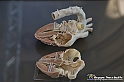 VBS_2881 - Cuore - Mostra Body Worlds